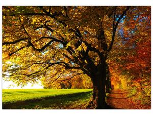 Obraz jesennej krajiny (Obraz 60x40cm)