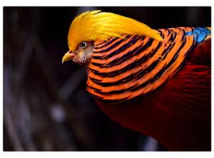 Obraz vtáka (Obraz 60x40cm)