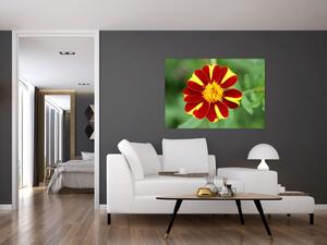 Obraz kvety na stenu (Obraz 60x40cm)