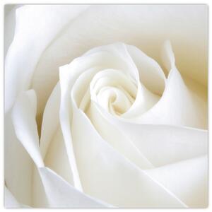 Obraz biele ruže (Obraz 30x30cm)