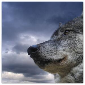 Obraz vlka (Obraz 30x30cm)