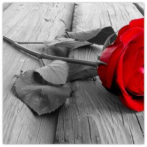 Obraz ruže s červeným kvetom (Obraz 30x30cm)