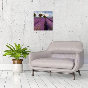 Obraz levanduľového pole (Obraz 30x30cm)
