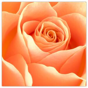 Obraz oranžové ruže (Obraz 30x30cm)