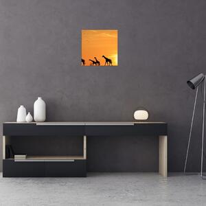 Moderný obraz - žirafy (Obraz 30x30cm)