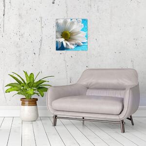 Obraz kvetu margaréty (Obraz 30x30cm)