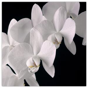 Obraz - biele orchidey (Obraz 30x30cm)