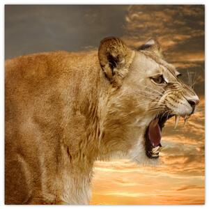 Obraz revúceho leva (Obraz 30x30cm)