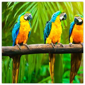 Moderný obraz - papagáje (Obraz 30x30cm)