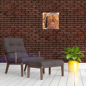 Moderný obraz - pes so slúchadlami (Obraz 30x30cm)