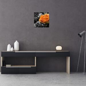 Oranžový kvet na čiernobielom pozadí - obraz (Obraz 30x30cm)