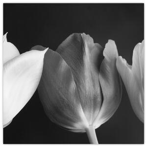 Čiernobiely obraz - tri tulipány (Obraz 30x30cm)