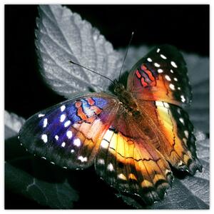 Motýľ na liste - obraz (Obraz 30x30cm)
