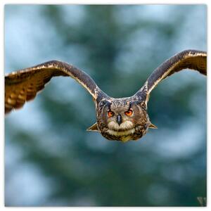 Obraz letiaci sovy (Obraz 30x30cm)