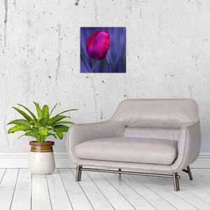 Obraz - tulipán (Obraz 30x30cm)