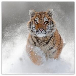 Obraz bežiaceho tigra (Obraz 30x30cm)