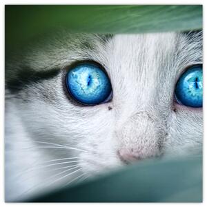 Obraz mačky, žiarivé oči (Obraz 30x30cm)