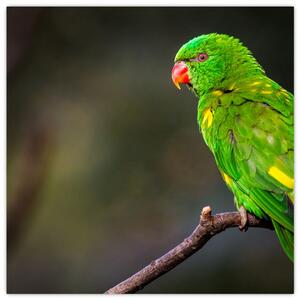 Obraz zeleného papagája (Obraz 30x30cm)