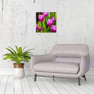 Obraz kvitnúcich tulipánov (Obraz 30x30cm)