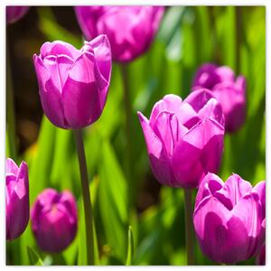 Obraz kvitnúcich tulipánov (Obraz 30x30cm)