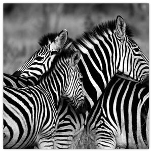 Obraz - zebry (Obraz 30x30cm)