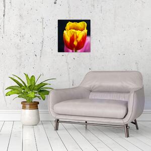 Obraz tulipánu (Obraz 30x30cm)