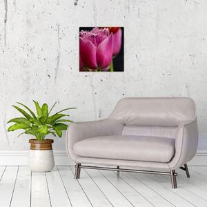 Tulipány - obrazy (Obraz 30x30cm)