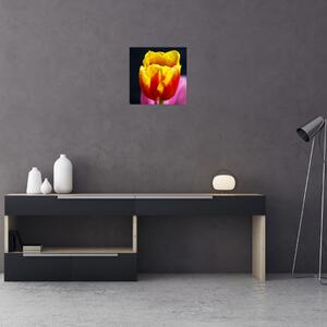 Obraz tulipánu (Obraz 30x30cm)