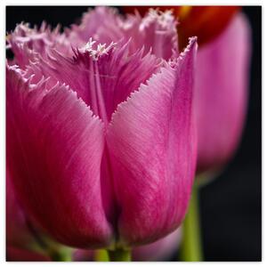Tulipány - obrazy (Obraz 30x30cm)