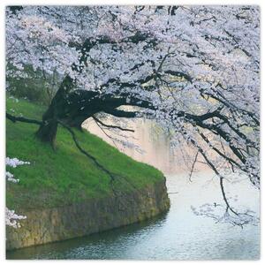 Obraz kvitnúcich stromov (Obraz 30x30cm)