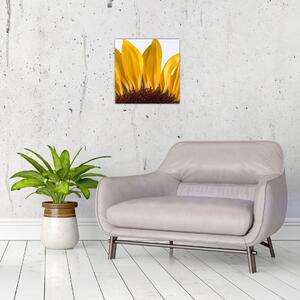 Obraz kvetu slnečnice (Obraz 30x30cm)