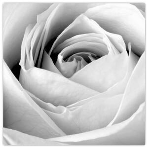 Čiernobiely obraz ruže (Obraz 30x30cm)