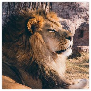 Obraz - ležiaci lev (Obraz 30x30cm)