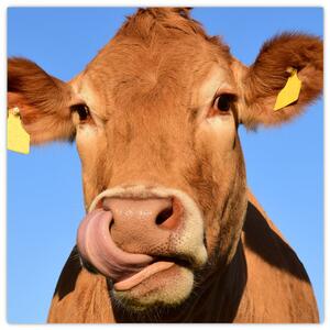 Obraz kravy (Obraz 30x30cm)