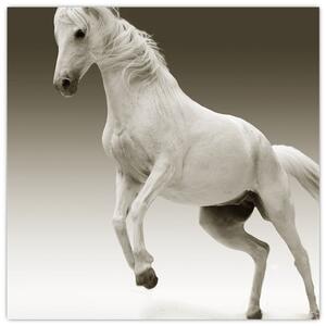 Obrazy bieleho koňa (Obraz 30x30cm)