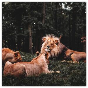 Obrazy - levy v lese (Obraz 30x30cm)