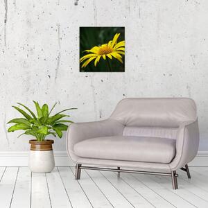 Obraz žltého kvetu (Obraz 30x30cm)