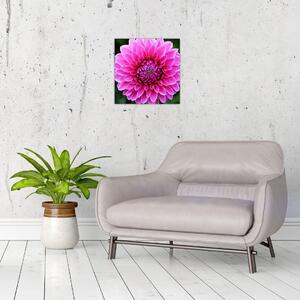 Obraz ružového kvetu (Obraz 30x30cm)