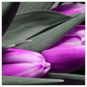 Obraz fialových tulipánov (Obraz 30x30cm)