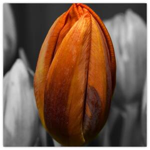 Oranžový tulipán medzi čiernobielymi - obraz (Obraz 30x30cm)