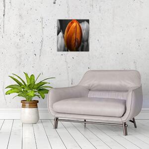 Oranžový tulipán medzi čiernobielymi - obraz (Obraz 30x30cm)