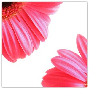 Obraz kvetín - astra (Obraz 30x30cm)