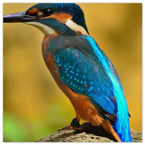 Obraz - farebný vták (Obraz 30x30cm)