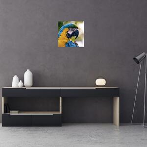 Obraz - papagáj (Obraz 30x30cm)