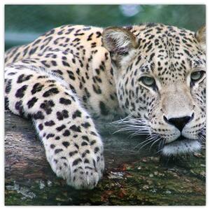 Obraz leopard (Obraz 30x30cm)