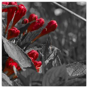 Červené kvety - moderné obrazy (Obraz 30x30cm)