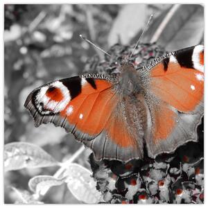 Oranžový motýľ - obraz (Obraz 30x30cm)