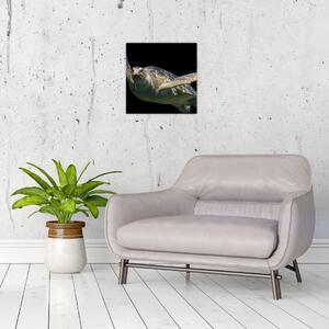 Obraz plávajúce korytnačky (Obraz 30x30cm)