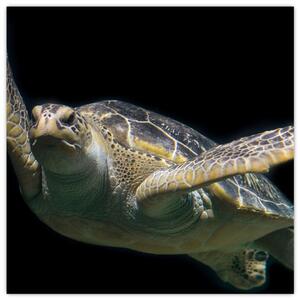 Obraz plávajúce korytnačky (Obraz 30x30cm)