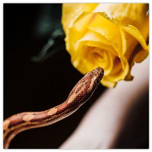 Obraz hada so žltou ružou (Obraz 30x30cm)